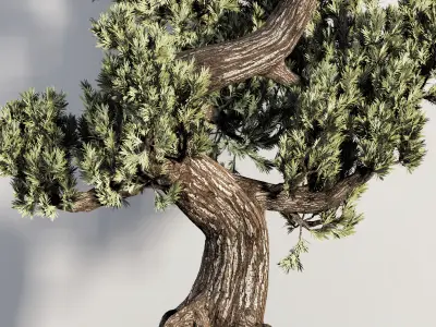 Bonsai plant-02 3D model