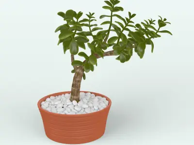 Jade Plant in Pot 3D model