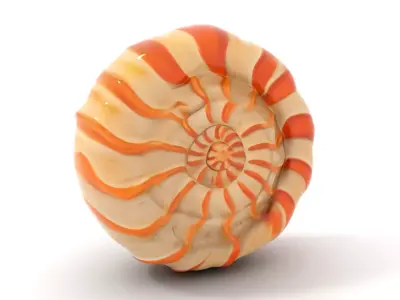 Spiral Tangerine Seashell model pack Low-poly 3D model
