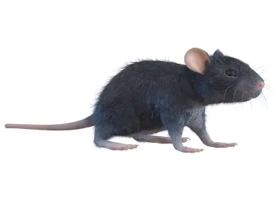 Animal Rat 3D model