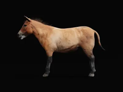 Mongolian Przewalski Wild Horse 3D model