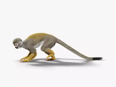 Squirrel Monkey Animated VFX Grace 3D model