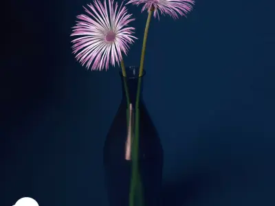 XfrogPlants Spider Gerbera 3D model