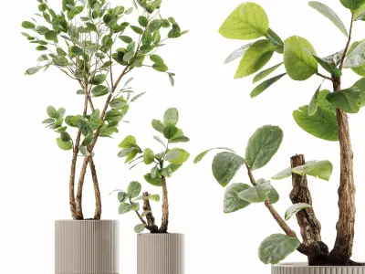 Houseplants  3D model