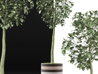 Plants Collection 120 3D model