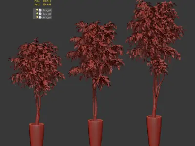 Ficus Benjamin Nitida on a bole - 3 models 3D model