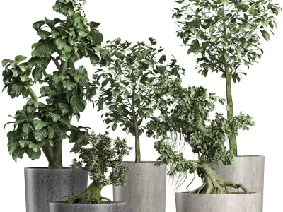 Plants Collection 199 Sageretia Theezans 3D model