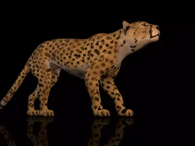 Cheetah 3D model High Detailed Rigged and Textures 3D model