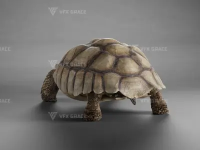 Sulcata Tortoise Animation - Blender  3D model