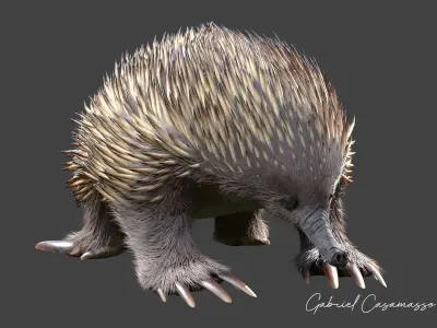 Tachyglossus aculeatus Static 3D model