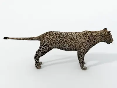 Leopard Low-poly 3D model purchase