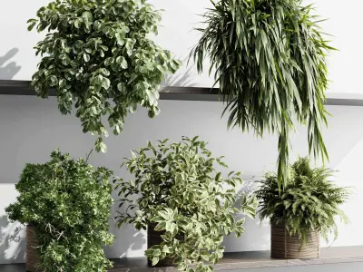 wall plant - set Indoor plant 431 hanging plants on shelf  3D model