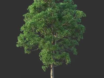 White Oak 03 3D model