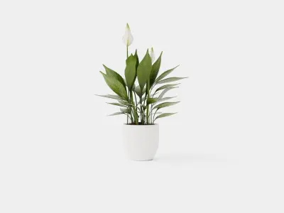 Spathiphyllum Torelli Low-poly 3D model