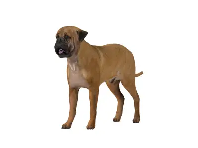 English Mastiff Dog Low-poly 3D model