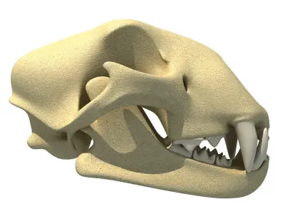 Cheetah Skull - Animal Skull 3D model