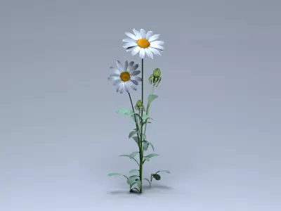 Daisy Flower 3D model