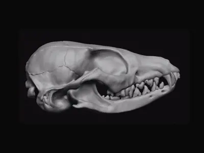 Fox Skull 3D model