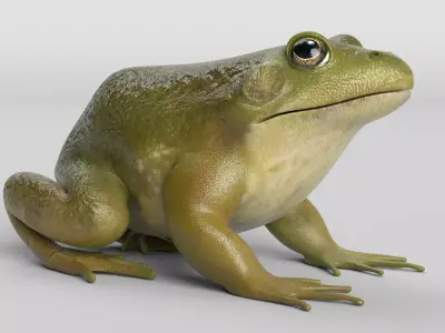 Bullfrog Low-poly 3D model