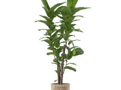 Ficus lyrata in modern flower pot 3D model get
