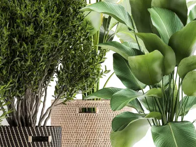 Ornamental plants in rattan baskets 1036 3D model