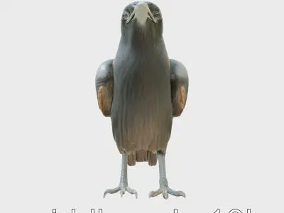 Chihuahuan Raven 3D Model with Desert Adaptation Features Low-poly 3D model