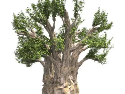African Baobab Tree - Tibetan Cherry tree 3D Model Collection