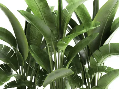 Banana palm in a flowerpot for the interior 922 3D model