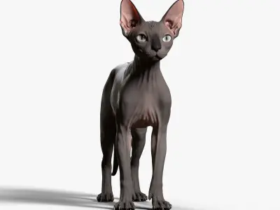 Sphynx Cat  3D model