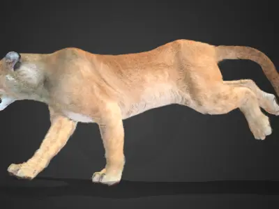 Cougar - Puma Realistic Animated 3D model