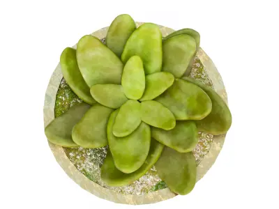 Rustic Steel Succulent Pot 3D model