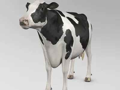 Cow Holstein 3D model