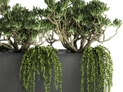 Crassula in a black flowerpots 811 3D model