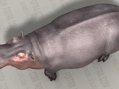 Hippo - Hippopotamus Amphibius - Adult Male - Pose 1 - Textured 3D model