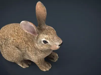 Rabbit Low-poly 3D model