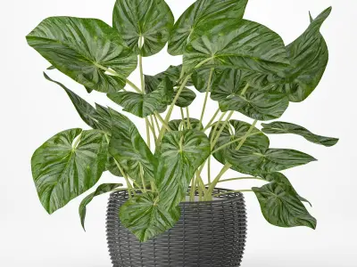 Plant philodendron 3D model