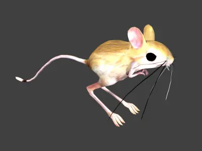 Jerboa mouse with long legs 3D model