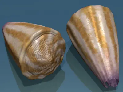 Conus shell low poly Low-poly 3D model