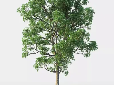 White Oak 03 3D model