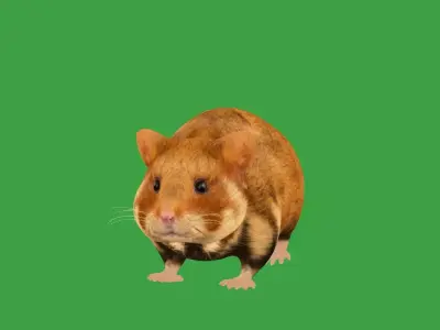 European Hamster Low-poly 3D model