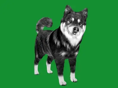 Finnish Lapphund Dog Breed 3D model