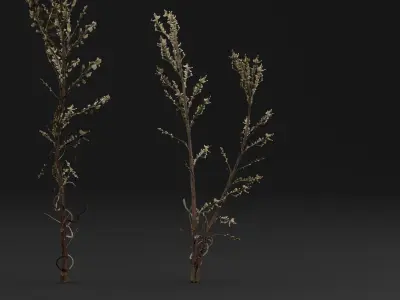 Bushy Starwort 3D model