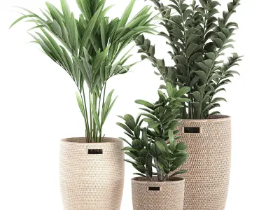 Decorative plants in a basket 568 3D model