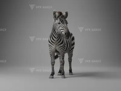 Zebra Animation - VFX Grace 3D model