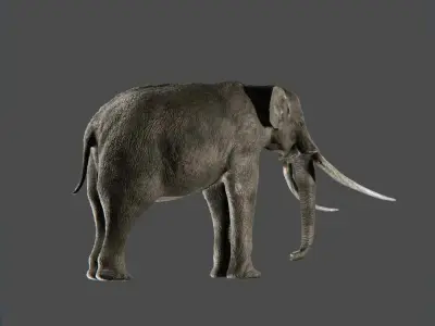Elephant with long tusks Low-poly 3D model