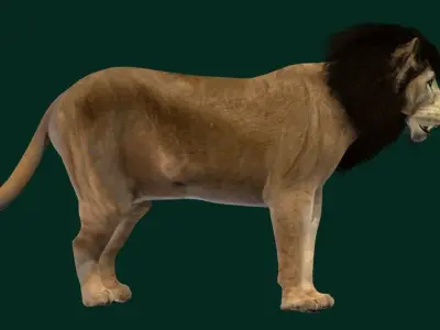 North Africa Young Lion  3D model
