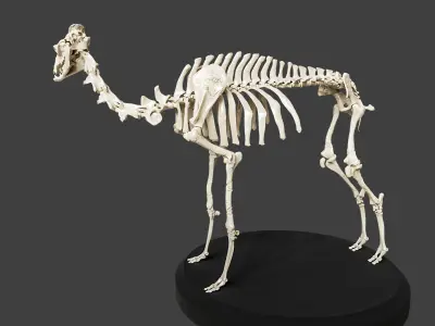 Realistic Camel Skeleton 3D model