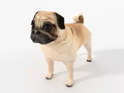 Dog Pug Low-poly 3D model