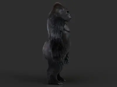 Gorilla 2 RIG XGEN CORE 3D model