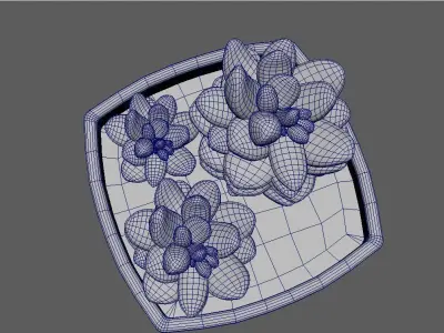 Sedum Morganum Cactus Copper Potted 3D model